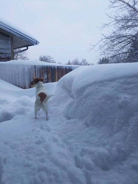 istock Dog in snowy backyard 1389549620
