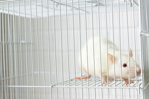 Rodents are used for medicine development, testing for toxicity, as  bomb squads and pets