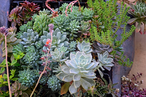 istock Succulent Garden Close-up 1389551324