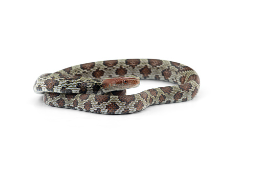 100 Flower rat snake isolated on white background