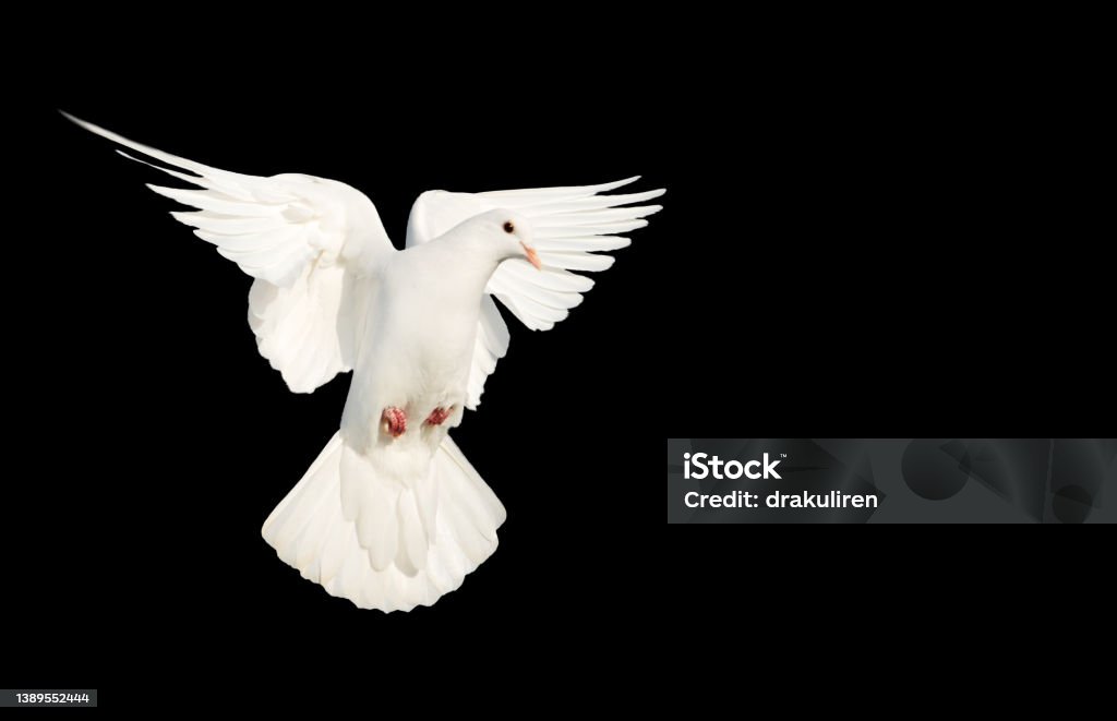 white dove flying on a black background white dove flying on a black background, peace Pentecost - Religious Celebration Stock Photo