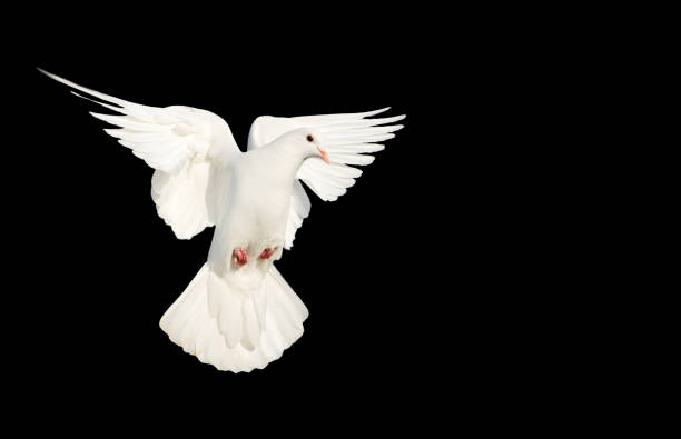 white dove flying on a black background white dove flying on a black background, peace pentecost religious celebration photos stock pictures, royalty-free photos & images