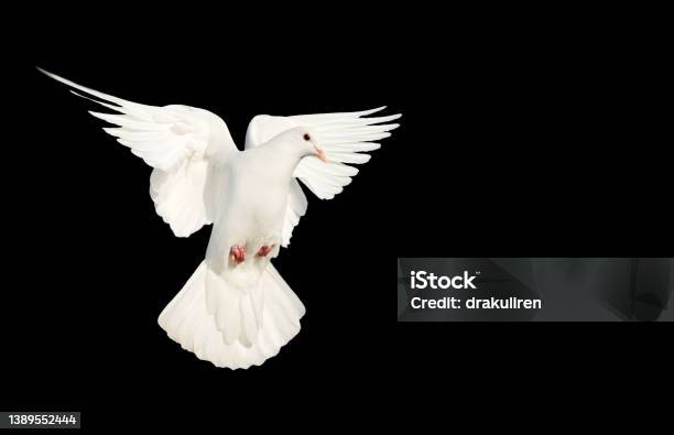 White Dove Flying On A Black Background Stock Photo - Download Image Now - Pentecost - Religious Celebration, Backgrounds, Beauty