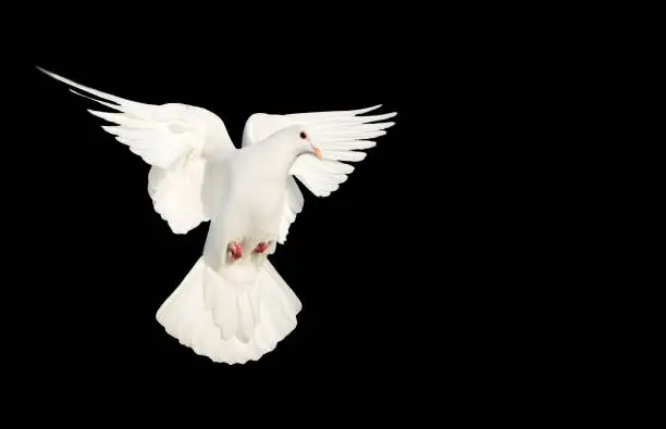 white dove flying on a black background, peace