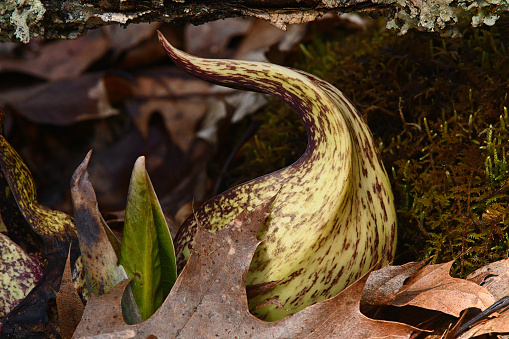 Eastern skunk cabbage in riverbed, Connecticut, early April. First spring wildflower in this area.