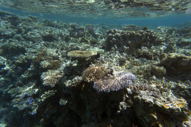 istock View of coral reef 1389553186