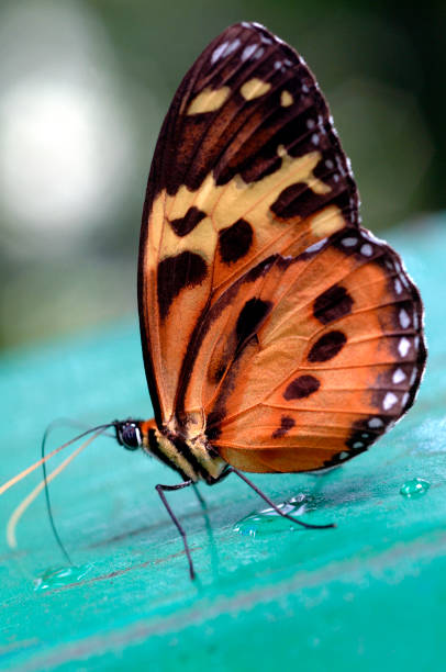 istock Brazilian biodiversity. 1389553762
