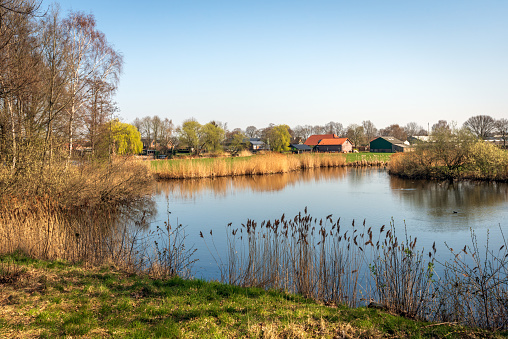 Small lake in the foreground of farms and barns. Dried reed plumes are visible on the edge of the lake. It is a sunny day at the beginning of the Dutch spring season.