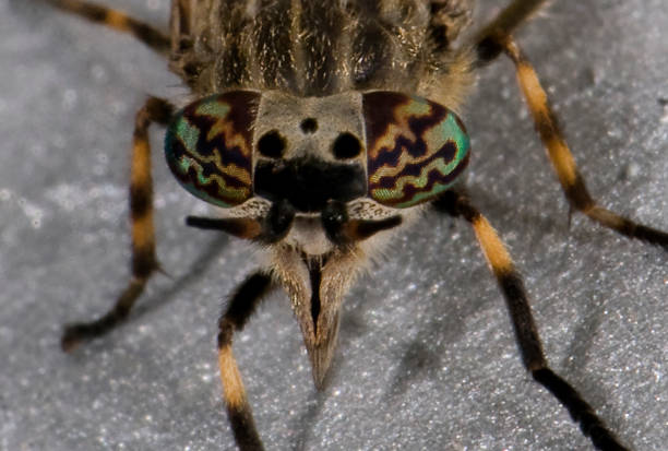 istock Cleg-fly, Haematopota pluvialis. 1389557968
