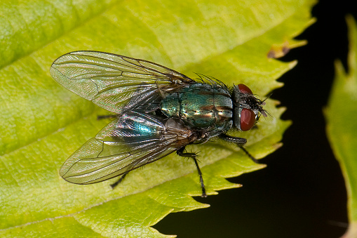 A top view of a Greenbottle resting on a leaf. A well focussed and detailed close-up.