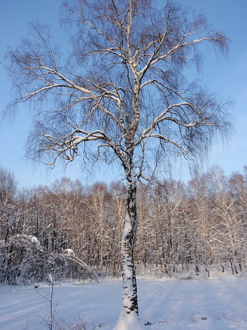 Snowy birch against the background of the winter landscape