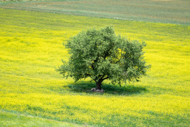 Photo of single large oak tree in field during springtime. No people are seen in frame. Large amount of yellow wildflowers are seen in feild.