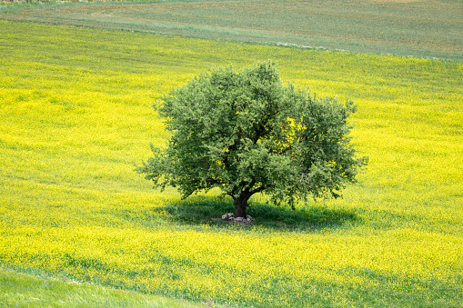 Photo of single large oak tree in field during springtime. No people are seen in frame. Large amount of yellow wildflowers are seen in feild.