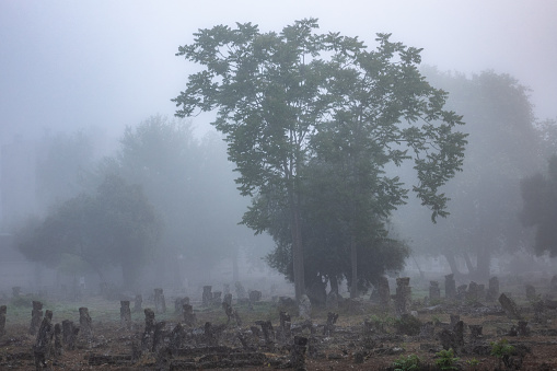 Photo of old cemetery in fog. A large tree is seen in photo.