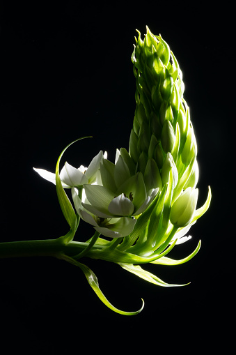 Close up photo of white Star Of Bethlehem flower. No people are seen in frame. Shot in studio. The background is black.