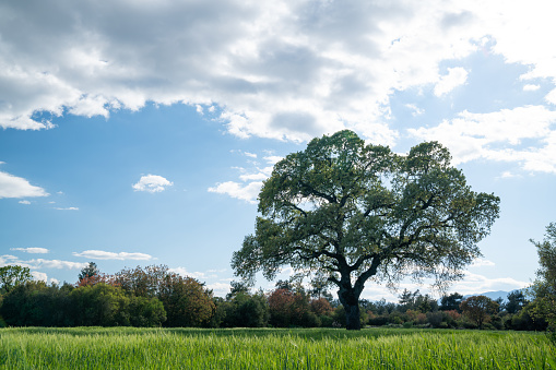 Large single oak tree with fresh leaves in green field during springtime. No people are seen in frame. Shot in outdoor daylight with a medium format camera.