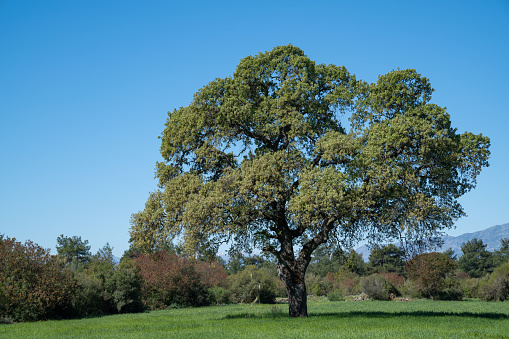 Large single oak tree with fresh leaves in green field during springtime. No people are seen in frame. Shot in outdoor daylight with a medium format camera.