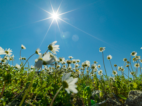 Photo of daisy flowers on blue clear sky. No people are seen in frame. Sun is used as main light and as backlit. Shot with. a medium format camera and wide angle lens.