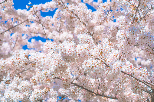 blooming sakura flowers and blue sky.