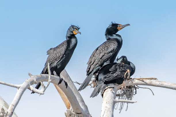 tres cormoranes encaramados en lo alto de una vieja colonia de árboles sobre un pequeño lago durante las actividades de cría - cormorán moñudo fotografías e imágenes de stock