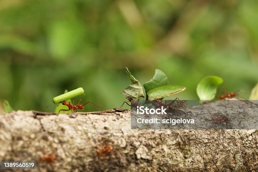 istock Leafcutter ant Atta cephalotes on branch, carrying green leaf. It cuts lLa Fortuna Alajuela - Arenal, Costa Rica wildlife 1389560519
