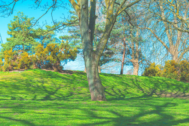 Green grass field in park