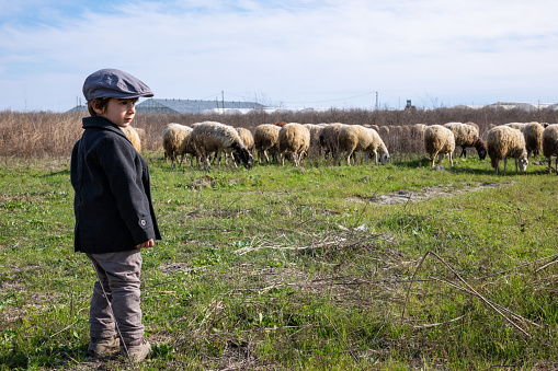Photo of preschooler boy wearing a black coat and a gray hat in rural scene. Flock of livestock is seen on the background.