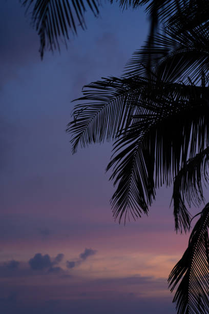istock Palm trees outline at dusk in the Maldives 1389562778