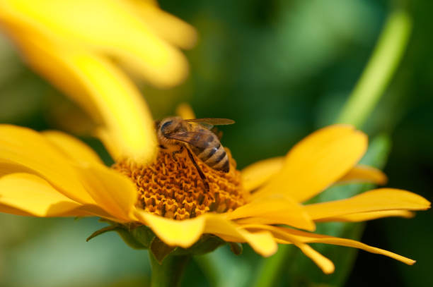 istock Bee on flower collecting nectar. Honey bee on yellow diasy 1389563724