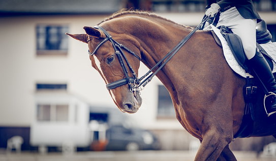 Portrait sports stallion in the double bridle. The legs of the rider in the stirrup, riding on a horse. Dressage of horses. Equestrian sport. Horseback riding.