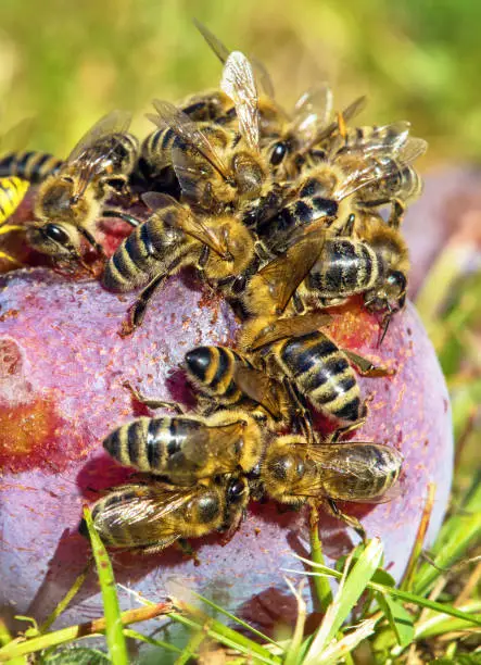 Bees or honeybees in latin Apis Mellifera on plum fruit
