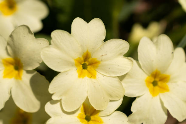 Schaan, Liechtenstein, March 28, 2022 Little white flowers are growing in the spring time