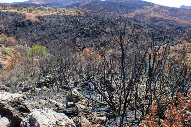 istock Forest fire, natural disaster wildfire burnt trees during summer 1389570709