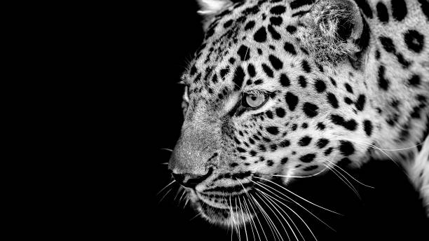istock Monochrome portrait of a leopard 1389571632