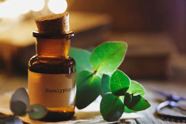 Eucalyptus essential oil in an old brown bottle.