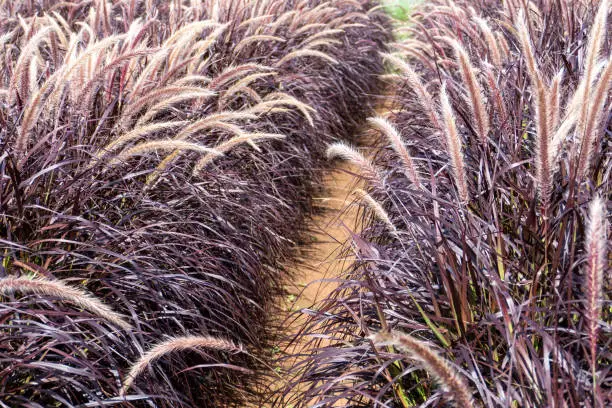 Purple fountain grass (pennisetum setaceum rubrum), a popular drought tolerant grass that forms a tidy, dense clump of purplish maroon blades topped with rose-red plumes.