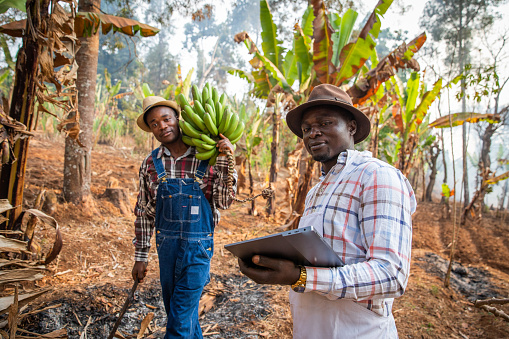 two African peasants in the field while working, one with a bunch of plantains and the other with a tablet. Work in Africa in the agricultural sector