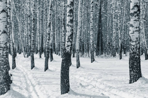 istock Birch tree grove at winter day time. 1389580515