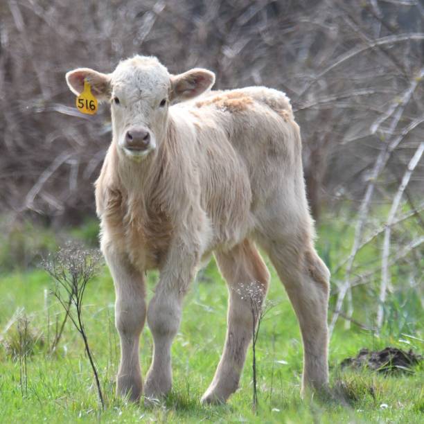istock Blonde baby cow 1389581926