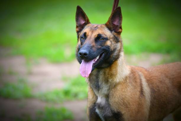 race de chien berger belge malinois (poil court) - belgian sheepdog photos et images de collection