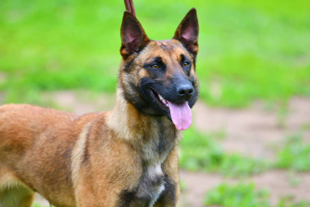 istock Dog Breed Belgian Shepherd Malinois (shorthair) 1389584800