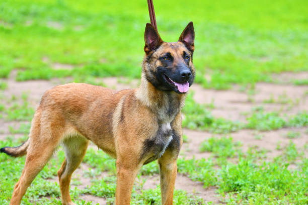 istock Dog Breed Belgian Shepherd Malinois (shorthair) 1389584802