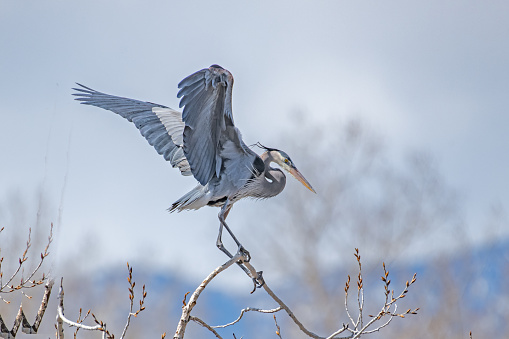 Great Blue Heron trying to locate more sticks for nest building and reinforcement in central Colorado in the United States of America (USA).