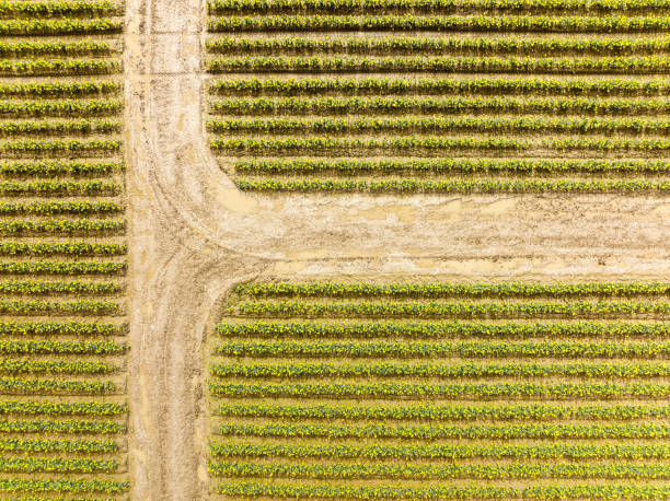 istock Aerial View of Daffodil Fields in Skagit Valley Washington State 1389585572