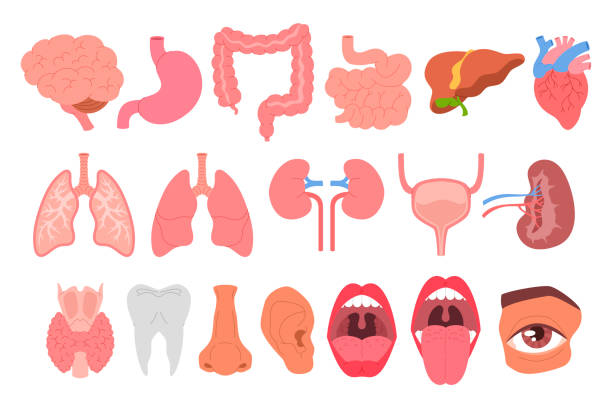 Set of internal organs and body parts flat simple vector illustration. Collection of medicine and anatomy. Set of internal organs and body parts flat simple illustration. Collection of medicine and anatomy. human digestive system stock illustrations