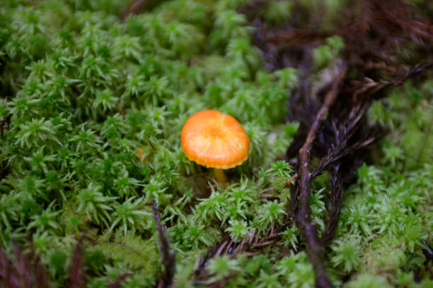 istock Little Tiny Orange Mushroom Growing in the Wild 1389590568