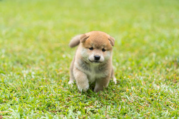 Puppy Shiba inu running in the grass. Japanese dog of japanese breed inu running fast in a green field. Beautiful Red baby Shiba Inu Dog Outdoor. stock photo