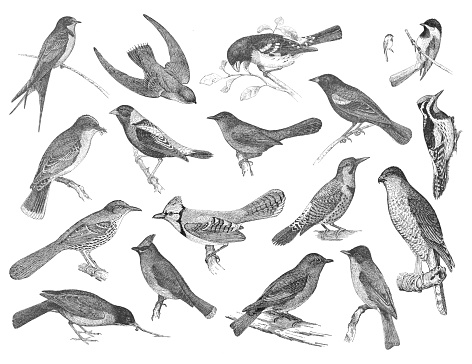 A vintage antique engraving illustration, of a collection of several different birds, from Bird World, a bird book for children, published 1898.
