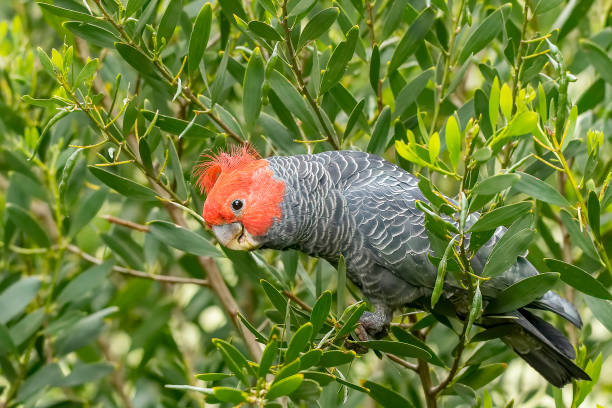 Male Gang-gang Cockatoo (Callocephalon fimbriatum) identified from the female with his a red head and crest. Gang-gang Cockatoo (Callocephalon fimbriatum) gang stock pictures, royalty-free photos & images