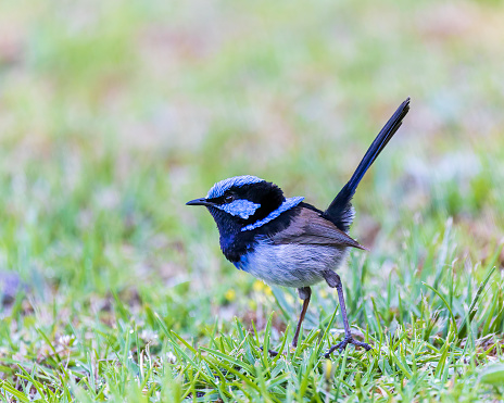 The adult male Superb Fairywren (Malurus cyaneus) has rich blue and black plumage above and on the throat. The belly is grey-white and the bill is black.